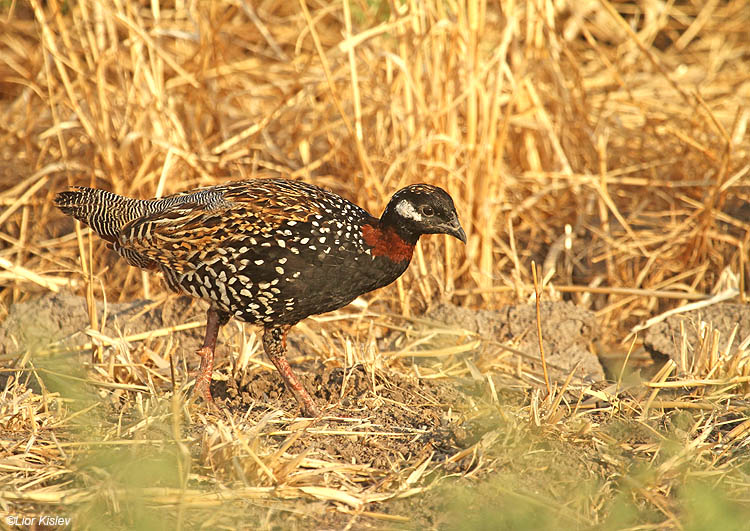   Black Francolin Francolinus francolinus ,Btecha                      ,Jordan Valley,Israel.16-06-10.Lior Kislev               